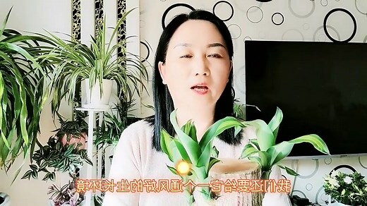 巴西木 廁所